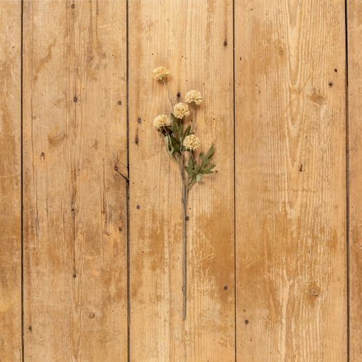 Beige Onion Spray