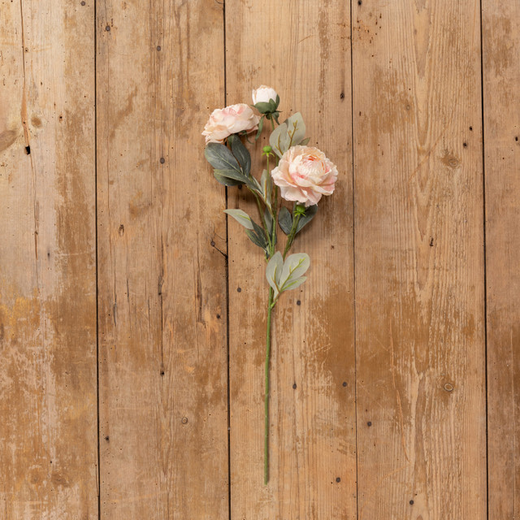 Blush Pink Peony